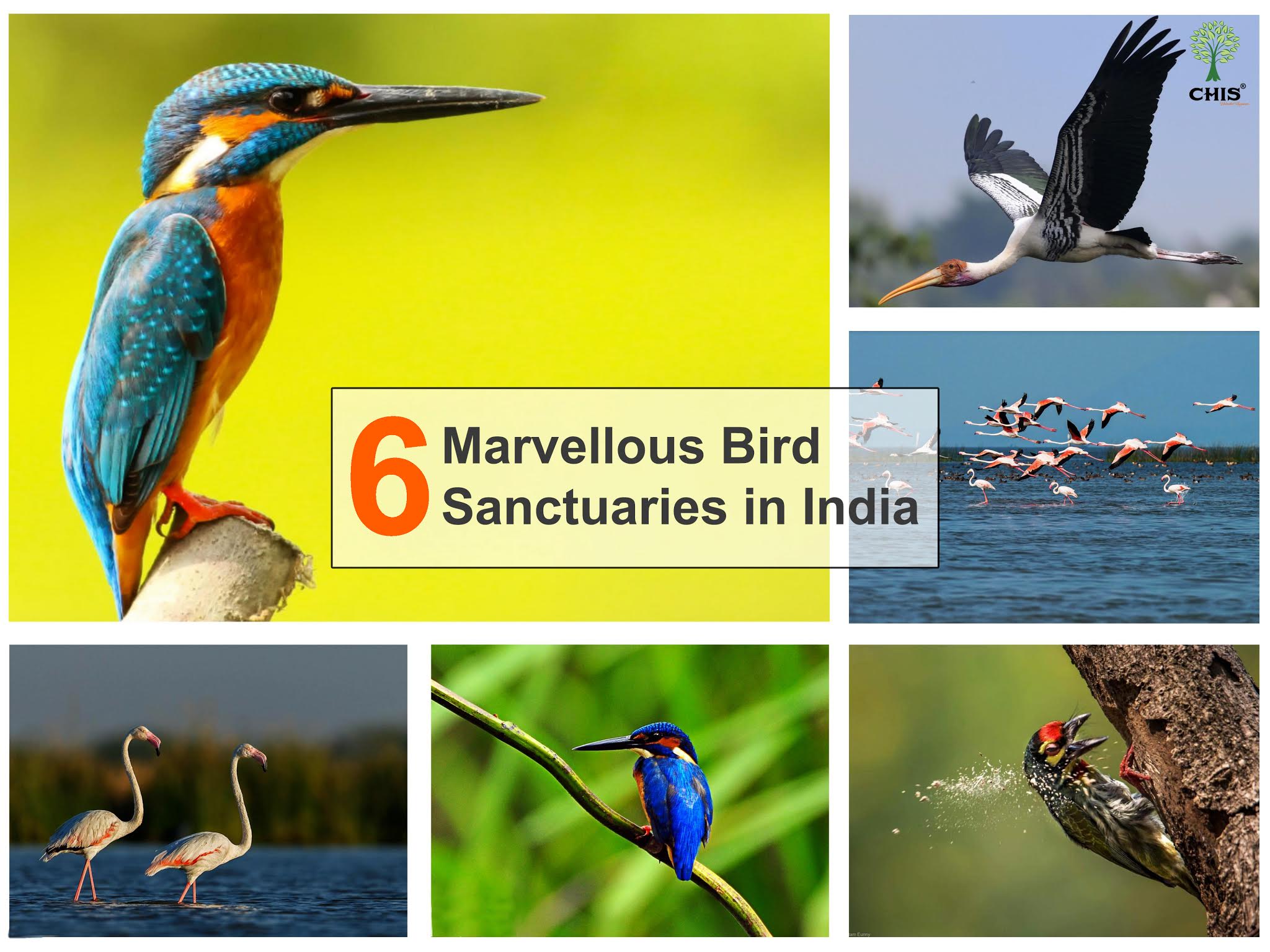 6 Marvellous Bird Sanctuaries in India