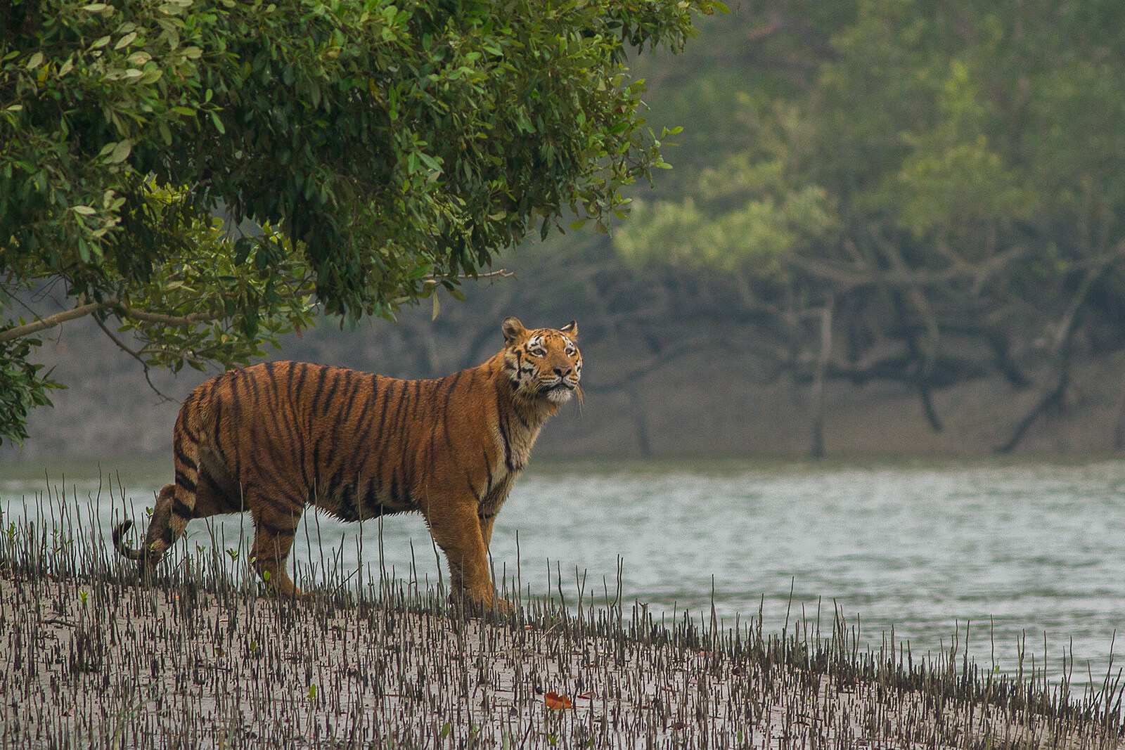 Sundarbans-National-Park